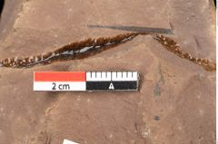 Foto (Detailsansicht) von Quercus palaeoilex Ettingshausen (NHMW-GEO-2024-0188-0833)